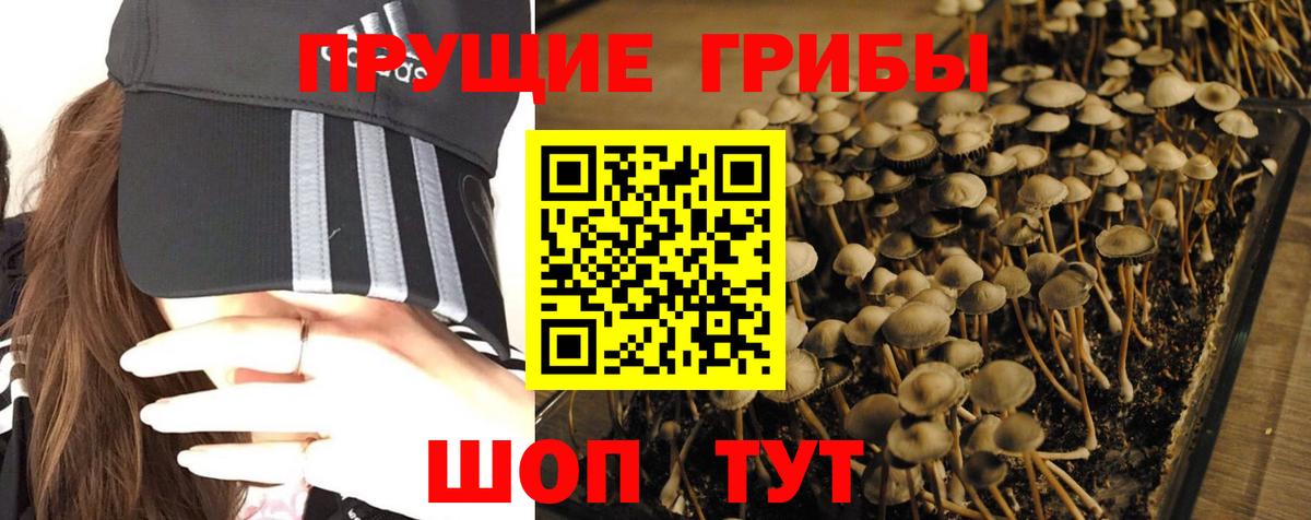 Новороссийск  Псилоцибиновые грибы GOLDEN TEACHER  Вход с VPN 